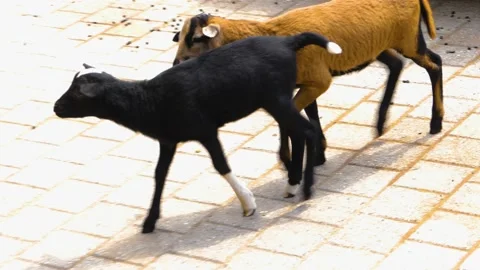 Two young goats  Stock Footage 143200301