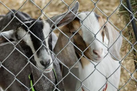 Two Young Goats Stock Photos