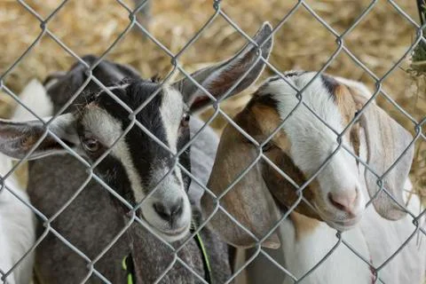 Two Young Goats Stock Photos