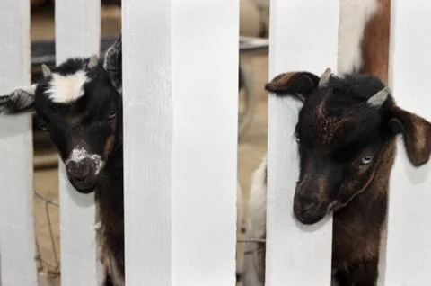 Two Young Goats Stock Photos