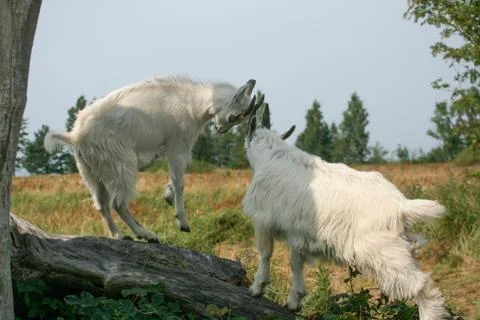 Two Young Goats Playing on the tree 库存照片