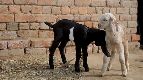 Two young goats spend time together in a small Punjab village in Pakistan 库存影片 101611773