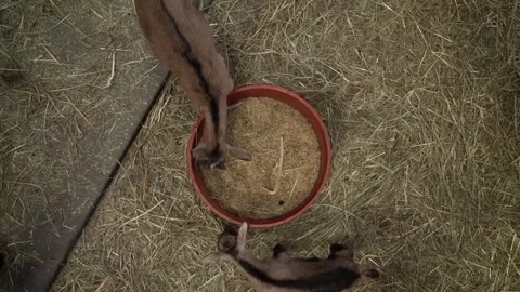 Two young goats in a stable are eating grain from a round feeder. Stock Footage 281352721