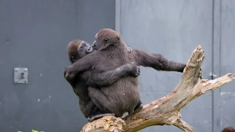Two Young Gorillas Hugging and Playing Stock Footage 338190393
