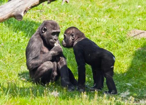 Two young gorillas Foto stock