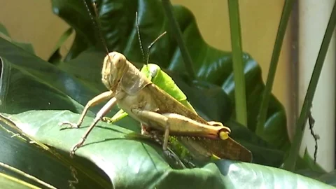Two young grassopher sit on the leaf shot on close up. Video stock 123146984