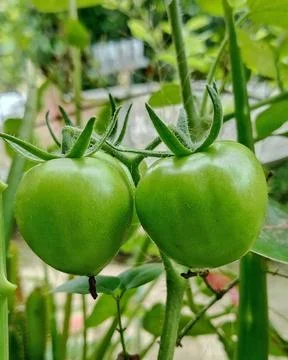 Two Young Green Tomatoes Growing on a Vine Stock Photos