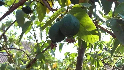 Two young guava fruit hanging on the tree Stock Footage 120974363
