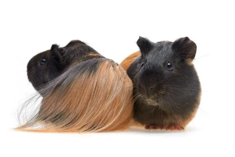 Two young guinea pigs Stock Photos