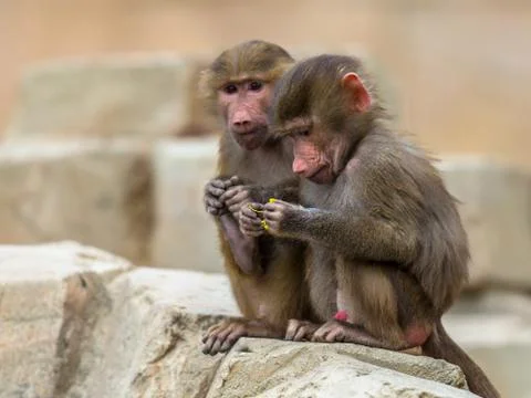 Two young Hamadryas baboons Stock Photos