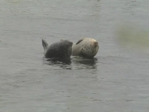 Two young harbor seals watch as a sea otter swims by Stock-Footage 584355