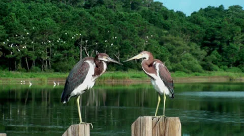 Two Young Herons Stock Footage 26839707