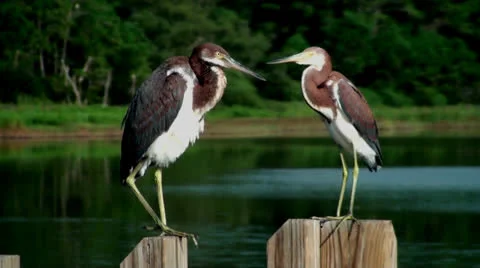 Two young Herons preening and defecating Stock Footage 26838048