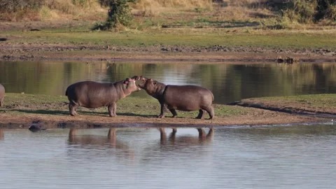 Two young hippos play fighting Stock Footage 156696504