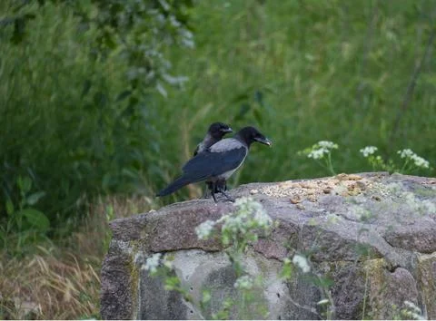 Two young hooded crows on a stone wall against green grass background Foto stock