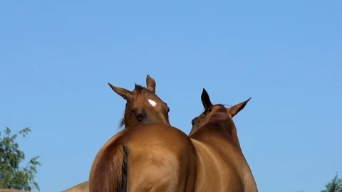 Two young horses itching Stock Footage 113269777