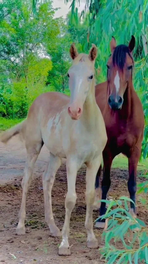 Two Young Horses Standing Together in Nature. Vídeos de archivo 334039990