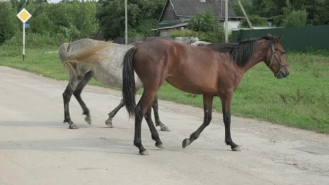 Two young horses walk through the village and wagging their tails Video stock 226917084