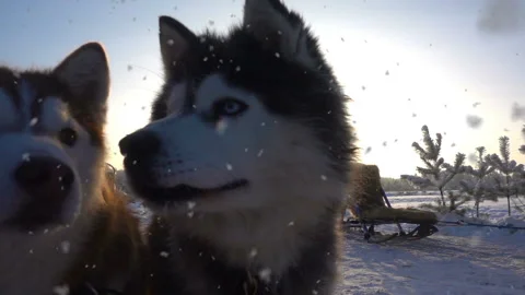 Two young husky in harness, slow motion Stock Footage 117361083
