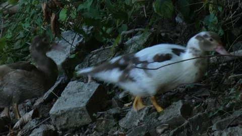 Two young hybrid ducks eating plant and climbing slope Stock Footage 340262242