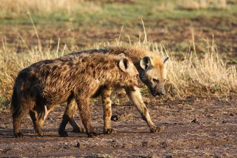 Two young hyennas walking side by side on a mudy road Stock Photos