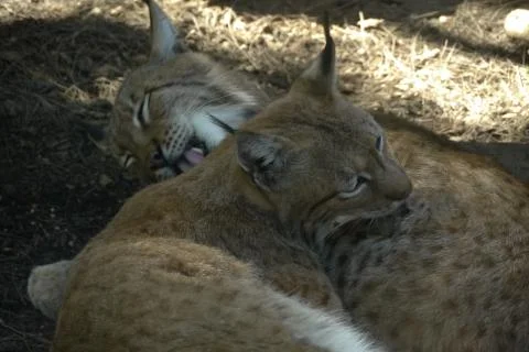Two young Iberian lynxes Stock Photos