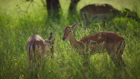 Two Young Impalas Nuzzling Affectionately in Tall Green Grass Stock Footage 346190635