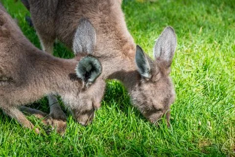 Two young kangaroo in Australia Stock Photos