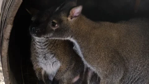 Two young kangaroos standing close together in a shaded enclosure. Tender Stock Footage 327487560