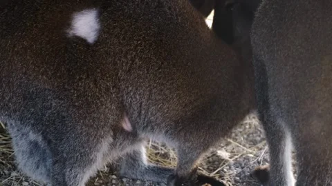 Two young kangaroos standing close together in a shaded enclosure. Tender Stock Footage 327487602