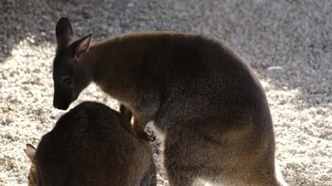 Two young kangaroos standing close together in a shaded enclosure. Tender Stock Footage 327487655
