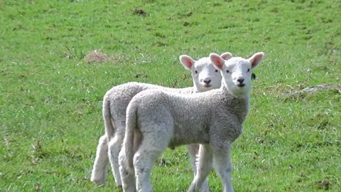 Two young lambs curiously looking at camera Stock Footage 95061533