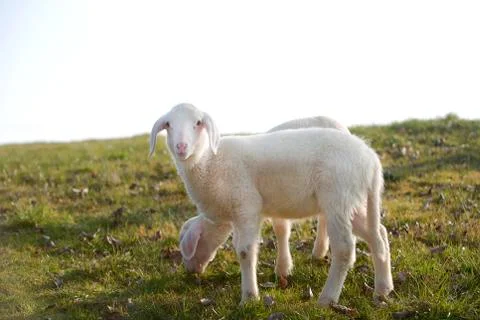 Two young lambs on a meadow Stock Photos