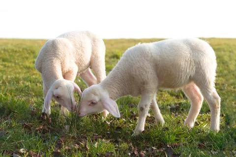 Two young lambs on a meadow Stock Photos
