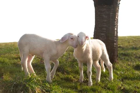Two young lambs on a meadow Stock Photos