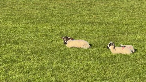 Two young lambs resting in green meadow close up Stock Footage 332353355