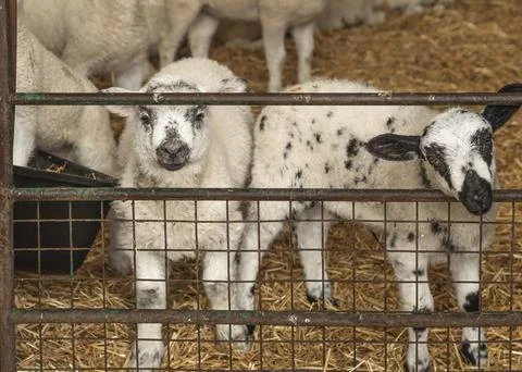 Two young lambs stood in a pen looking out Stock Photos