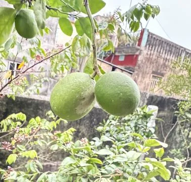 Two young lemons hanging on a branch in a home garden on a cloudy day. Stock Photos