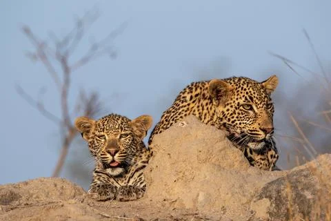 Two young leopards, Panthera pardus, resting on a mound. 写真素材