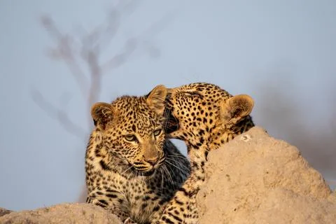 Two young leopards, Panthera pardus, resting on a mound. 写真素材