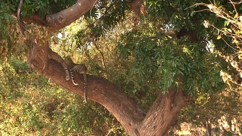 Two young leopards resting on the tree in Chobe National Park 스톡 동영상 129835854