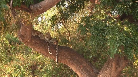 Two young leopards resting on the tree in Chobe National Park Stock Footage 129836611