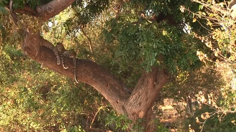 Two young leopards resting on the tree in Chobe National Park 스톡 동영상 129837600