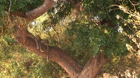 Two young leopards resting on the tree in Chobe National Park Stock Footage 129840260