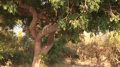 Two young leopards resting on the tree in Chobe National Park 스톡 동영상 129840486
