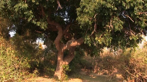 Two young leopards resting on the tree in Chobe National Park Stock Footage 129841151