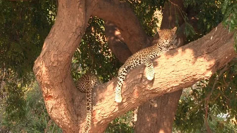 Two young leopards resting on the tree in Chobe National Park Stock Footage 129841428
