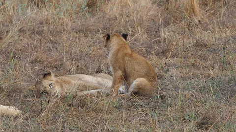 Two young lion cubs that are playing Stock Footage 108516487
