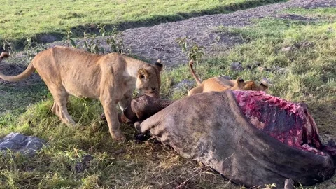 Two young lions are eating a dead buffalo. Wild Lion Dinner Stock-Footage 170182905