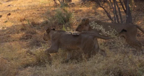 Two young lions Stock Footage 303222258